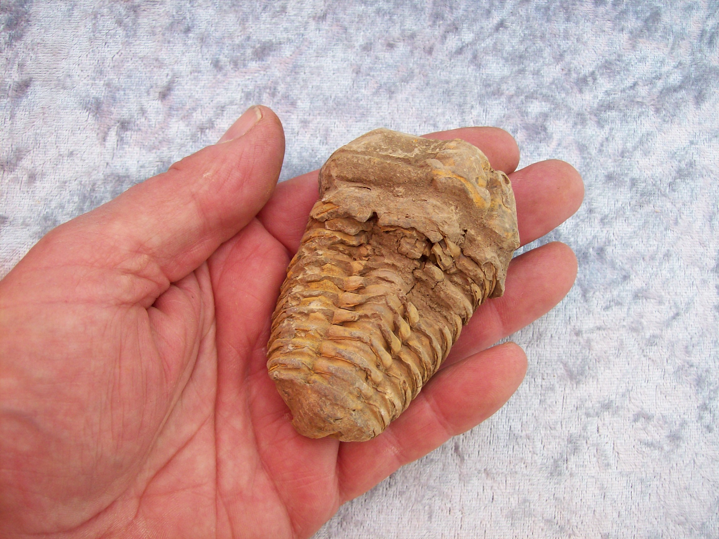Bende Arabisch Bloody Fossielen Kopen Stoneandbone.nl