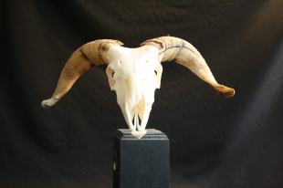 schedel ram