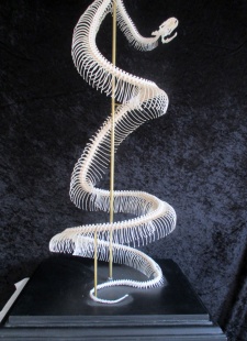 Skelet python