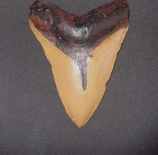 megalodon tand