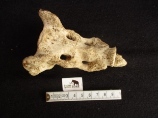 zeehond fossiel z 3