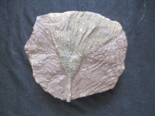 crinoiden