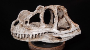 velociraptor schedel