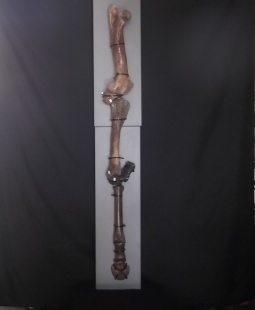 achterbeenpaard