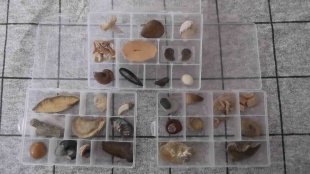 boxen fossielen