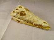 schedel krokodil