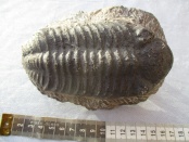 trilobiet phacops