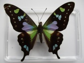 graphium welskey