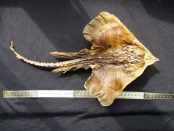 stekelrog 42 cm