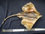 stekelrog 32 cm