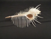 murex pecten