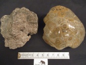 fossiel koraal