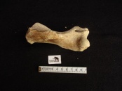 zeehond fossiel z 2