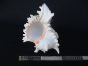 murex ramosus super