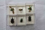 Collectie insecten