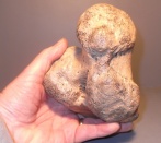 calcaneus