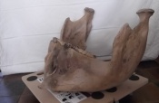 Mammoet kaak