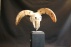 schedel ram