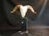 schedel ram