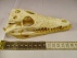 schedel krokodil