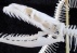 Skelet python