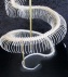 Skelet python