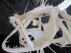 skelet zeeduivel