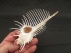 murex pecten