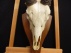 schedel antilope
