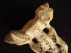 zeehond fossiel z 3
