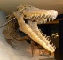mosasaurus tand 03