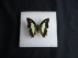 vlinder b2