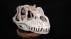 velociraptor schedel