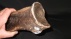 Neushoorn schouder