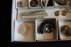 Collectie fossielen