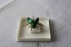 Collectie insecten