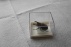 Collectie insecten