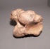 calcaneus