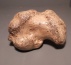 calcaneus