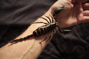 schorpioen heterometrus