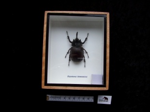 eupatorus birmanicus 11