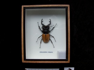 odontolabis elegans 16