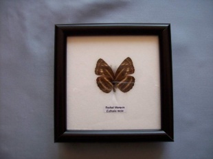 euthalia recta 25