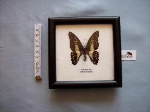 graphium dason 28