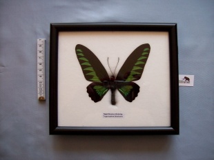 trogonoptera  29