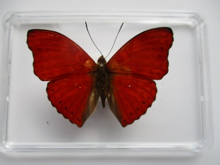 cymothoe sangaris