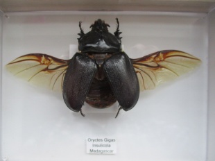 Oryctes  Gigas