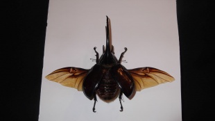 Dynastis Neptunes