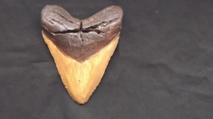 megalodon tand groot