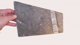 Fossiel tablet